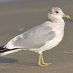 Mew Gull